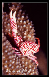 Red-spotted Crab.Nikon F100,60mm,f11,1/125,YS-120,RVP 100 by Allen Lee 